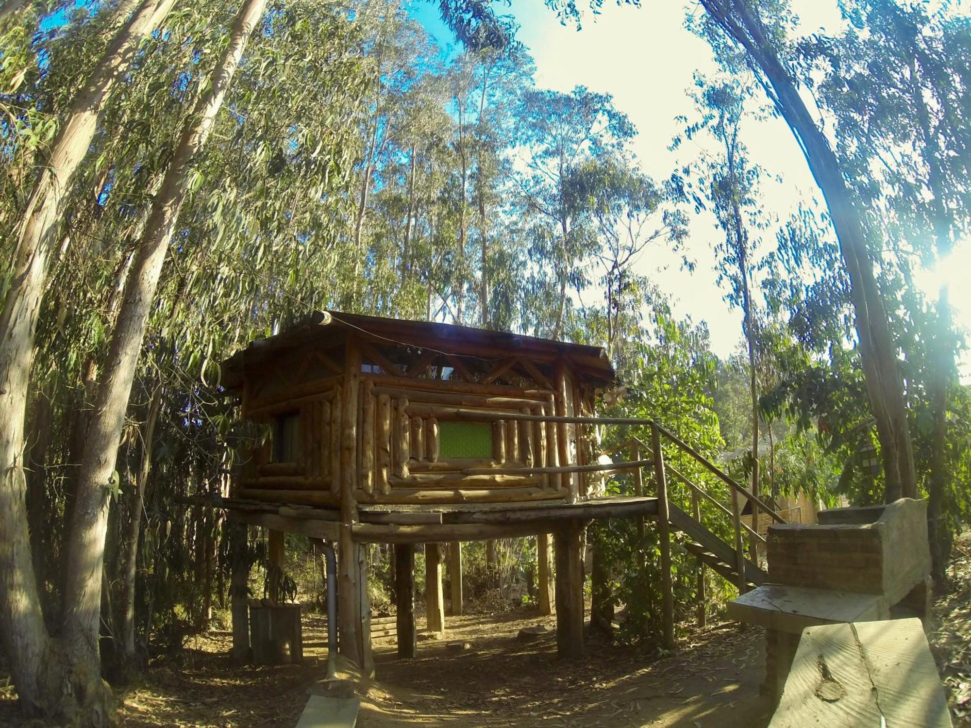 Curi-huapi *
